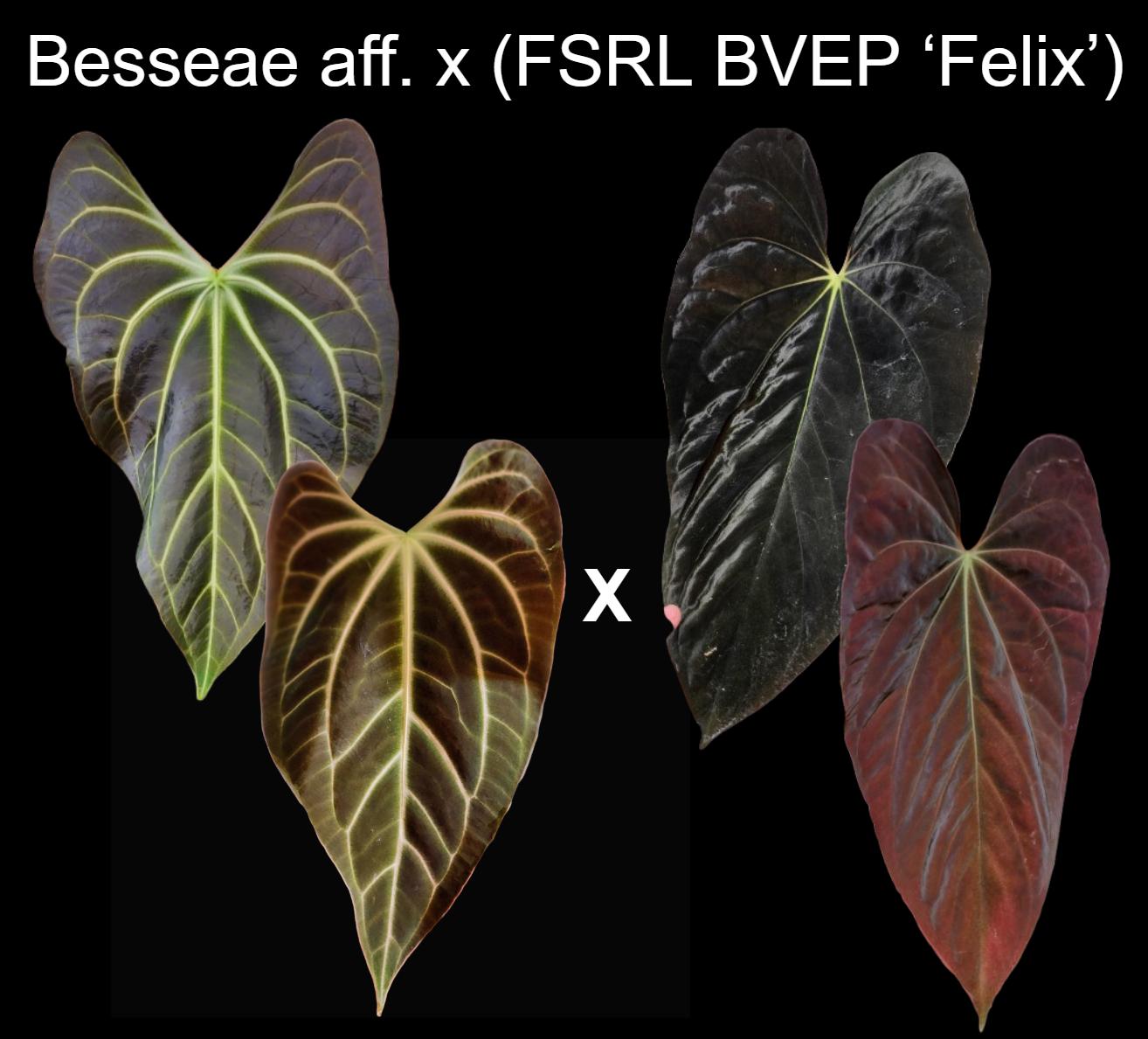 Fsrl - Etsy