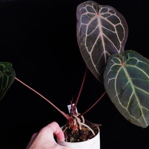 Anthurium Blue Velvet X Michelle Zara Select Seedling - Etsy