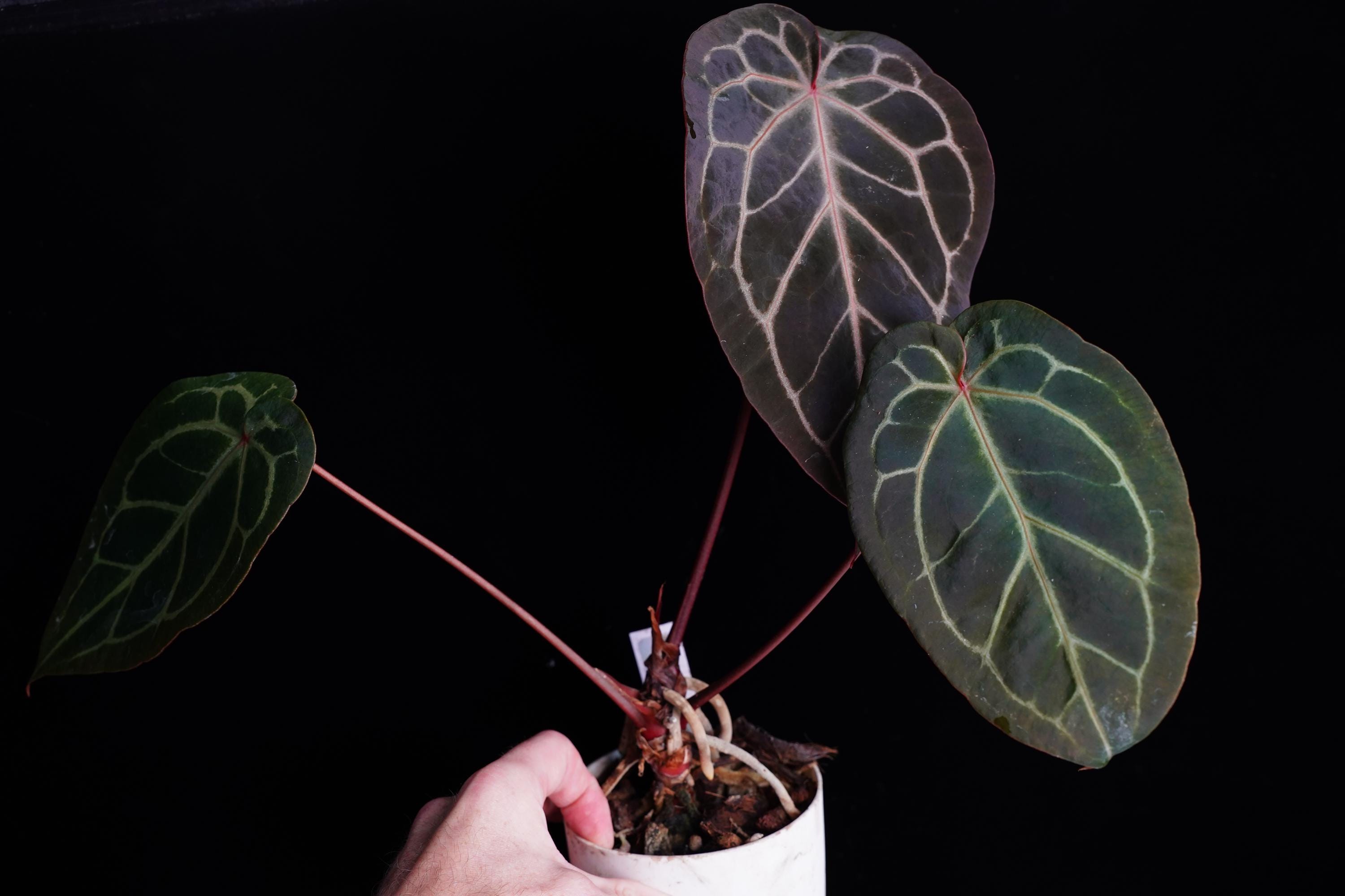 Anthurium Blue Velvet X Michelle Zara Select Seedling - Etsy
