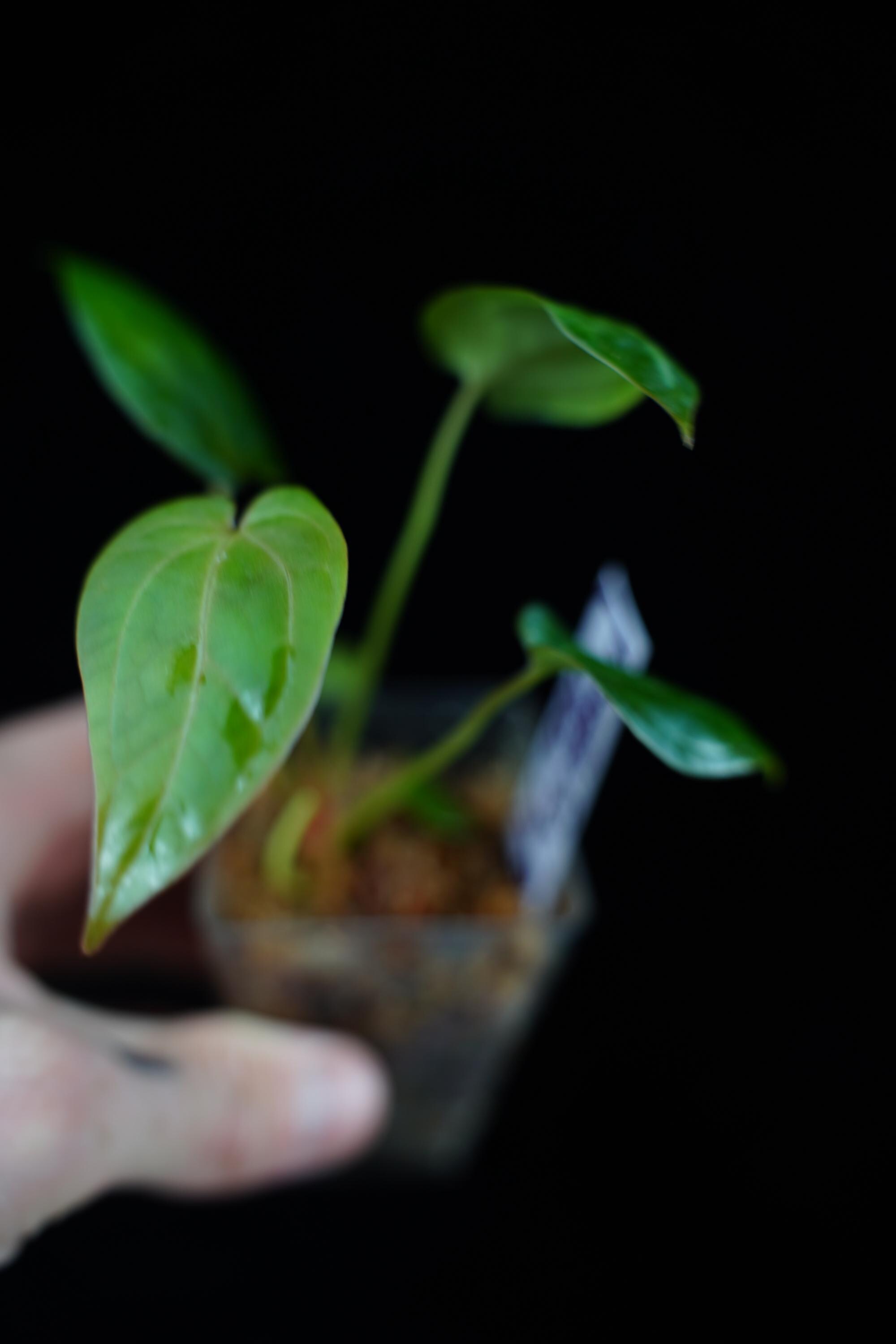 Anthurium Michelle Zara X (bess X BVEP 'felix') Medium Seedling - Etsy