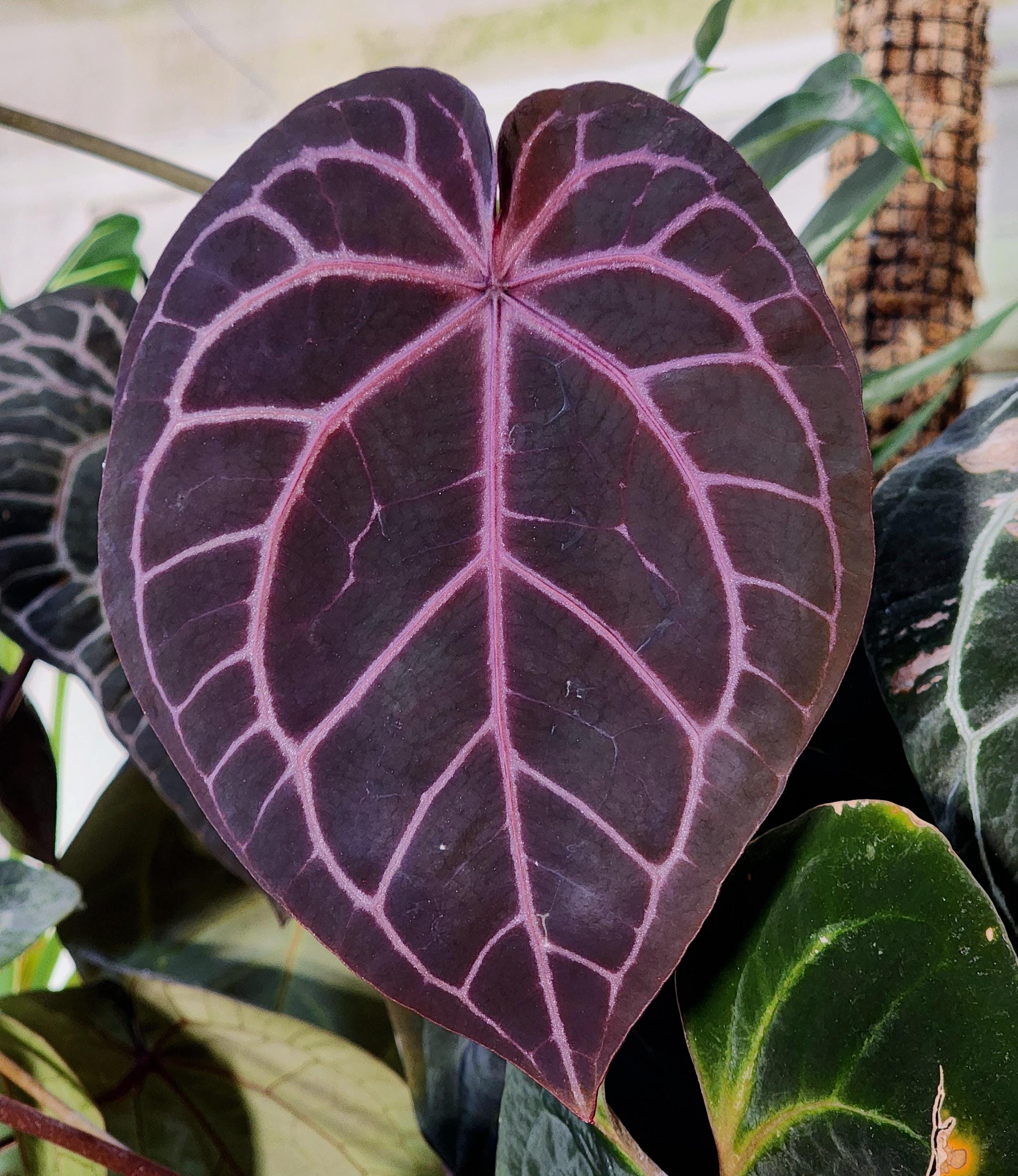 Anthurium Michelle Zara X (bess X BVEP 'felix') Medium Seedling - Etsy