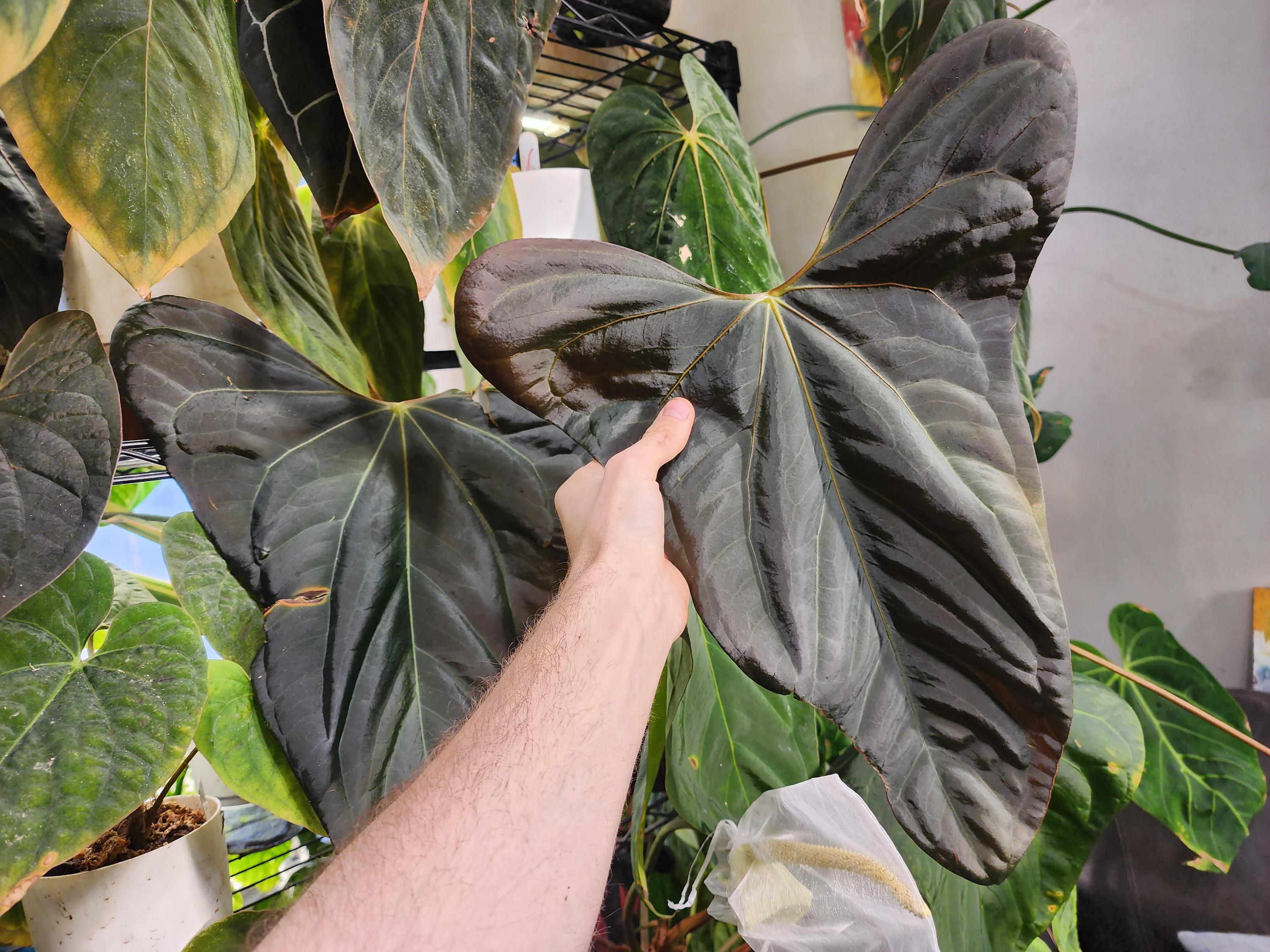 Anthurium Mr.worldwide X RL Self Papillilaminum Wide Sinus