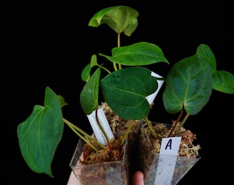 Anthurium Necromancer Dreamweaver X RLFS Carla 'amanda' Large
