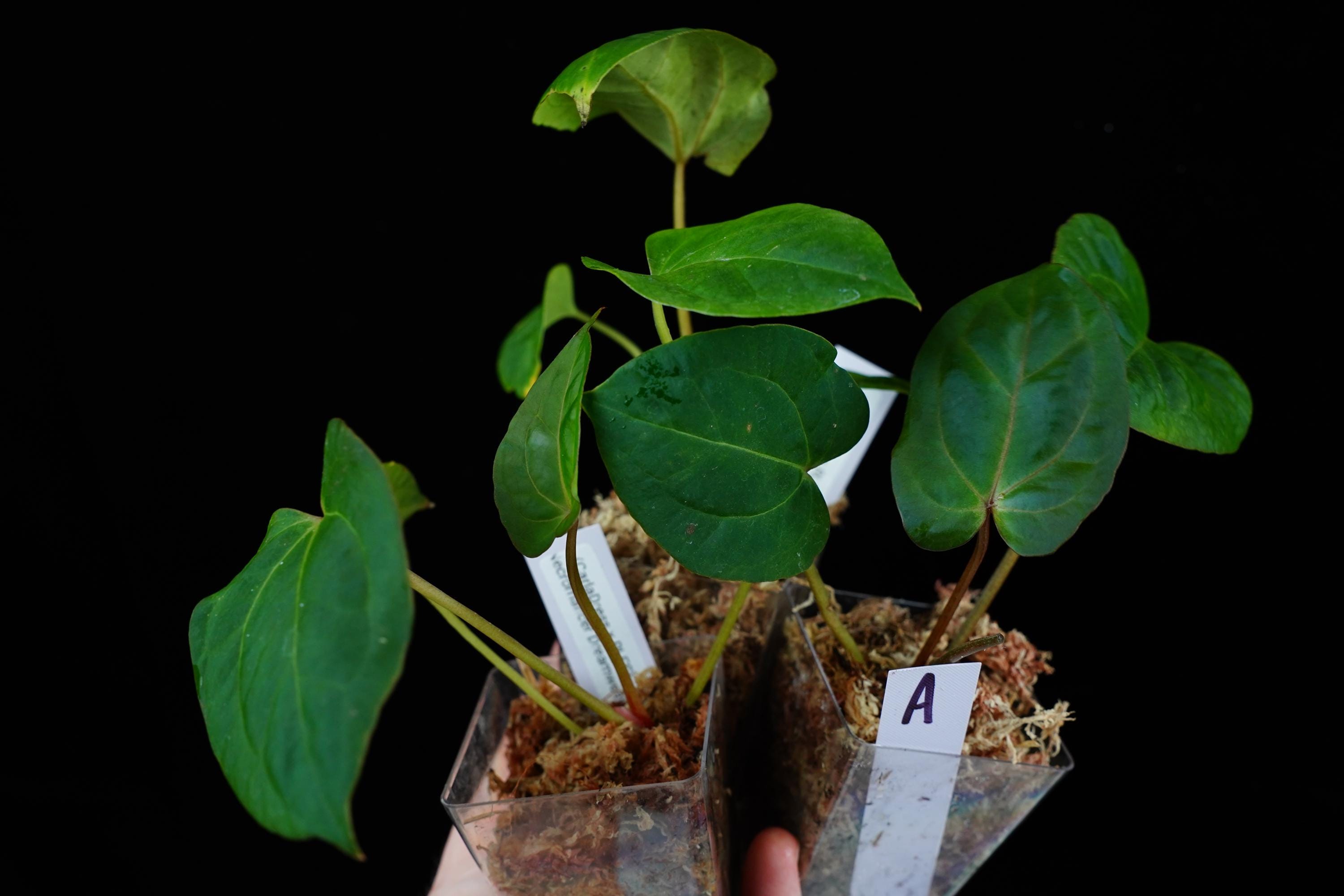 Anthurium Dreamweaver X Necromancer - Etsy