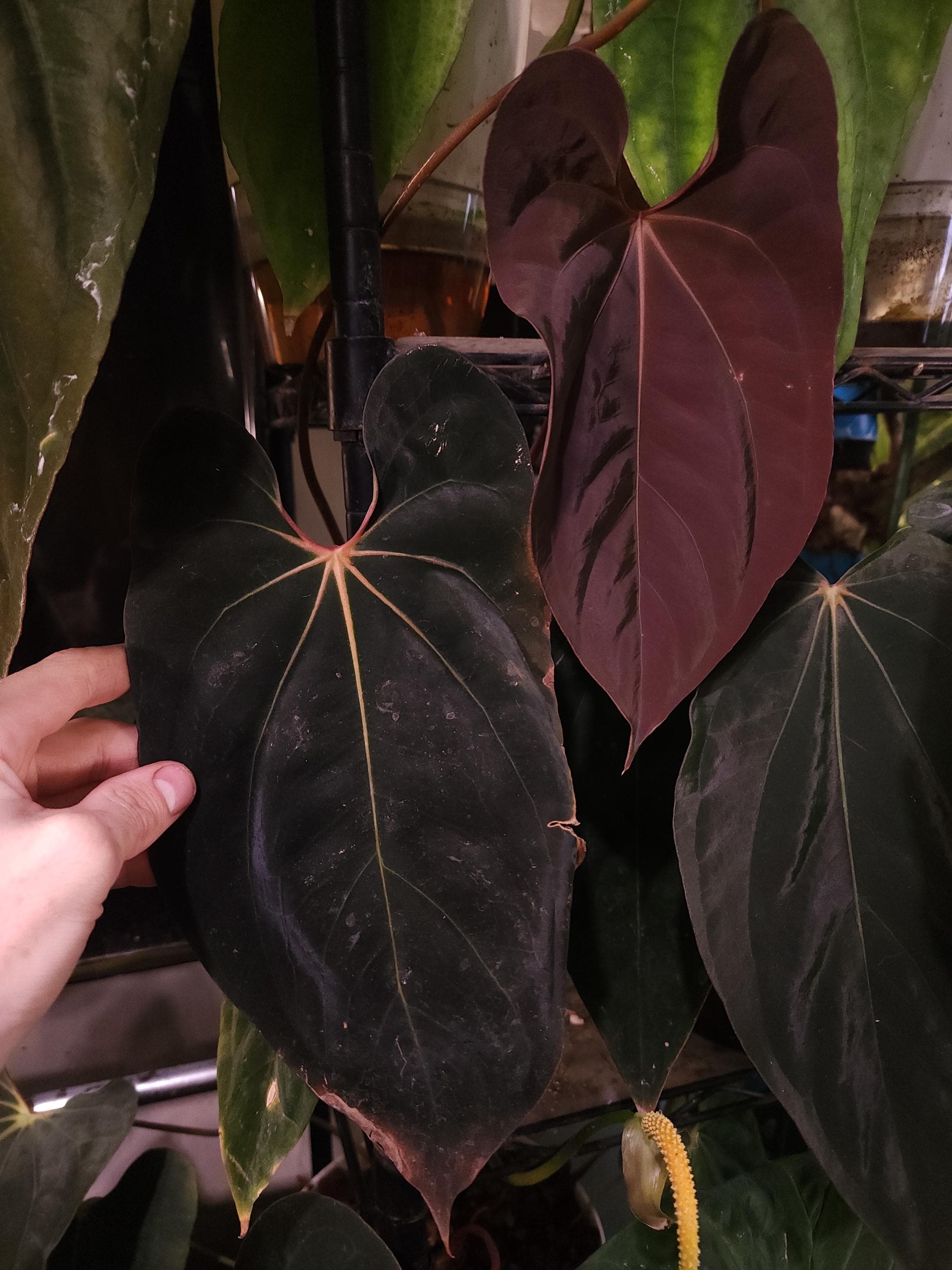 Anthurium Red-vein Papx X Necromancer Dreamweaver Seedling - Etsy