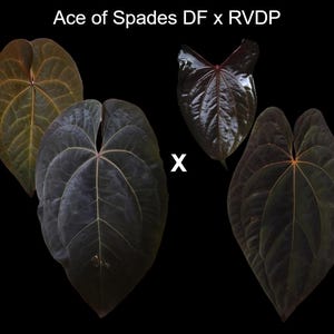 Anthurium AOS DF X RVDP (tezula Ace of Spades X Red Vein Dark