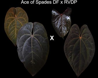 アンスリウム King of Spades（KOS） ANTHURIUM KING OF SPADES , KOS- Rare - Jiffy Plants