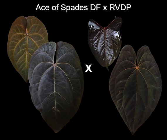 Anthurium AOS DF X RVDP (tezula Ace of Spades X Red Vein Dark
