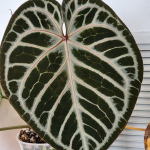 Anthurium Crystallinum Silver - Etsy