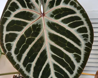 Anthurium Silver Blush X Red Crystal--grower Choice US