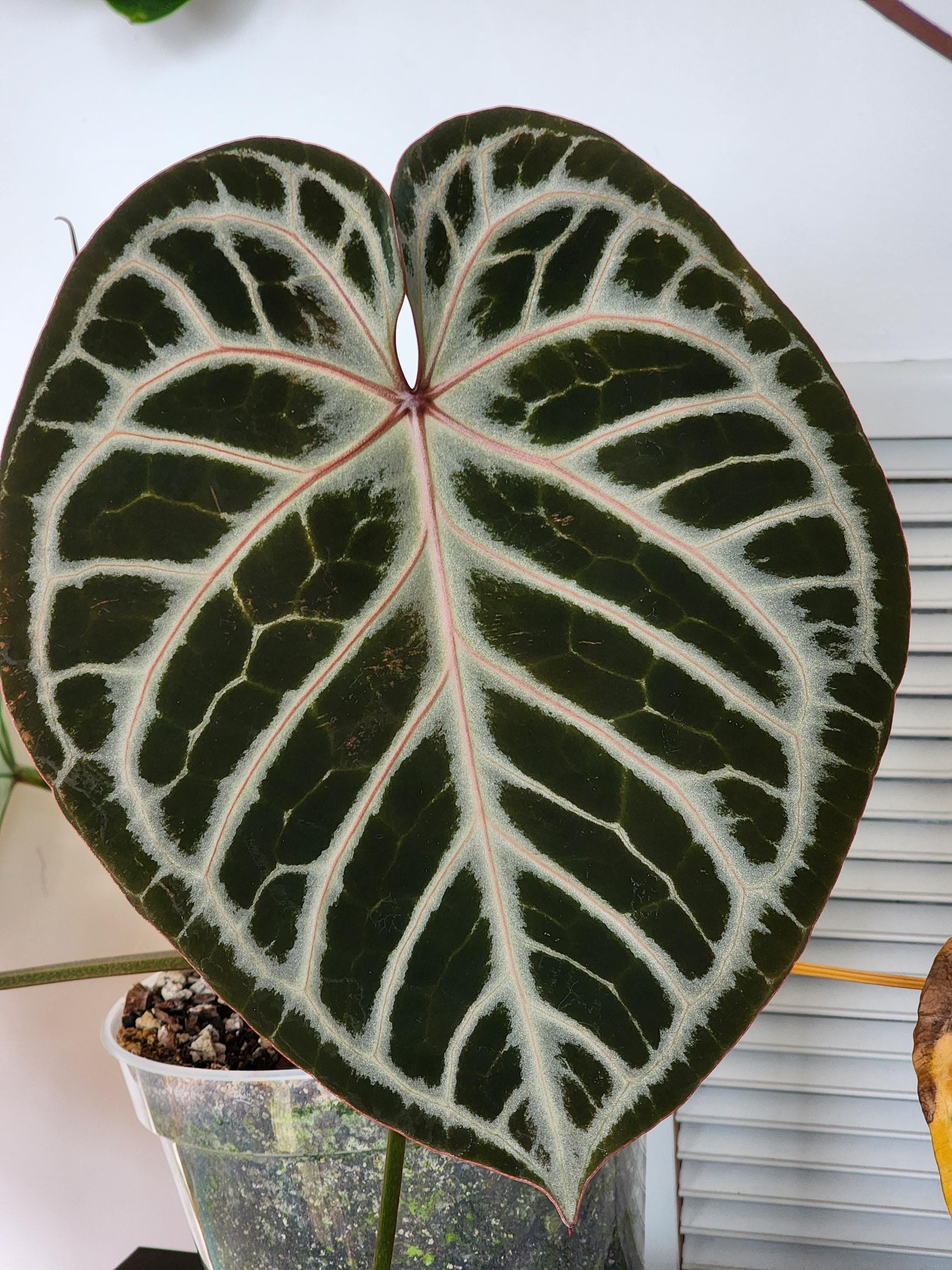 A*P様 Anthurium crystallinum✖️silver tige Anthurium crystallinum 