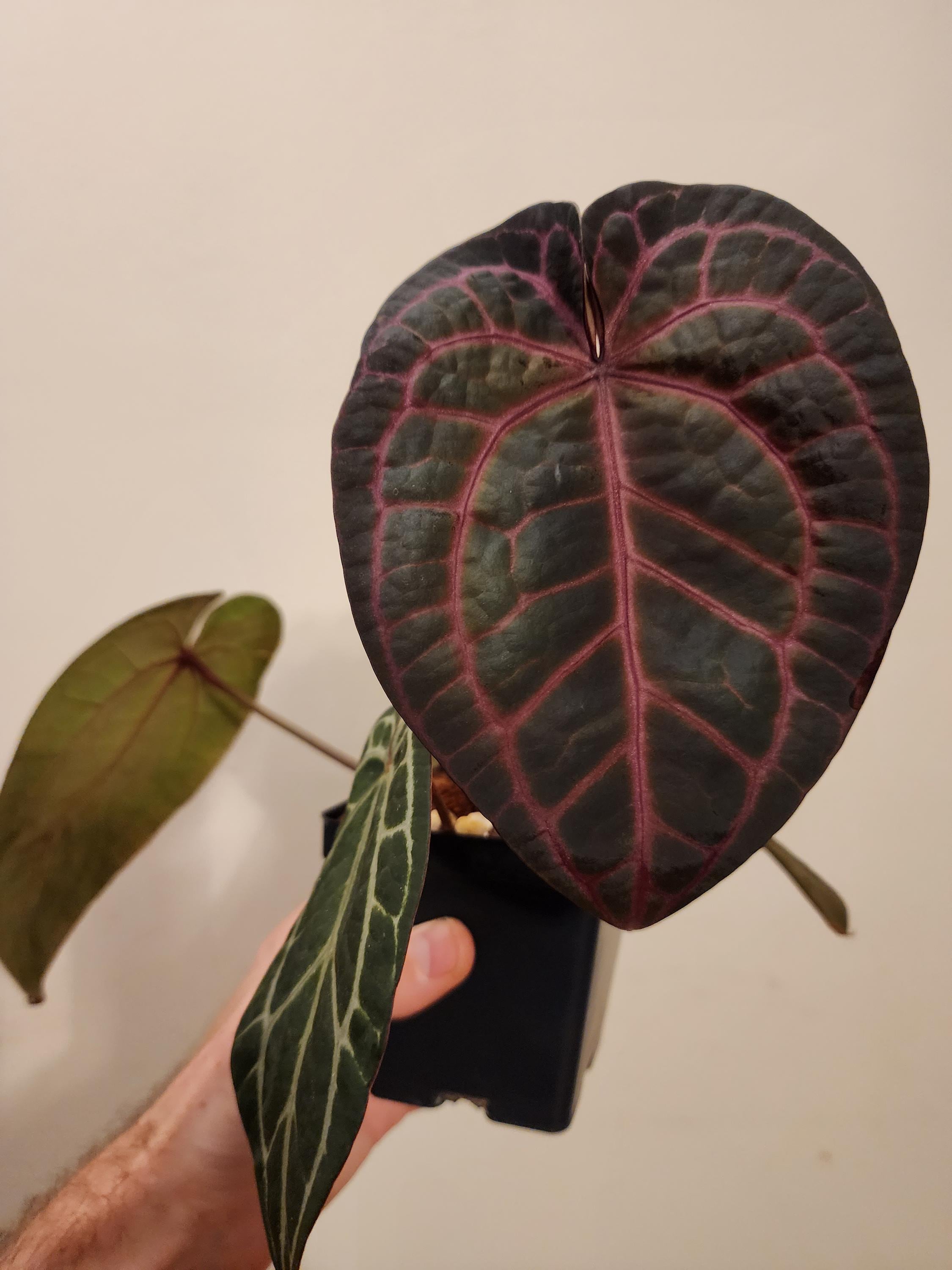 Anthurium Red-vein Pap X Necromancer Dreamweaver Seedling - Etsy