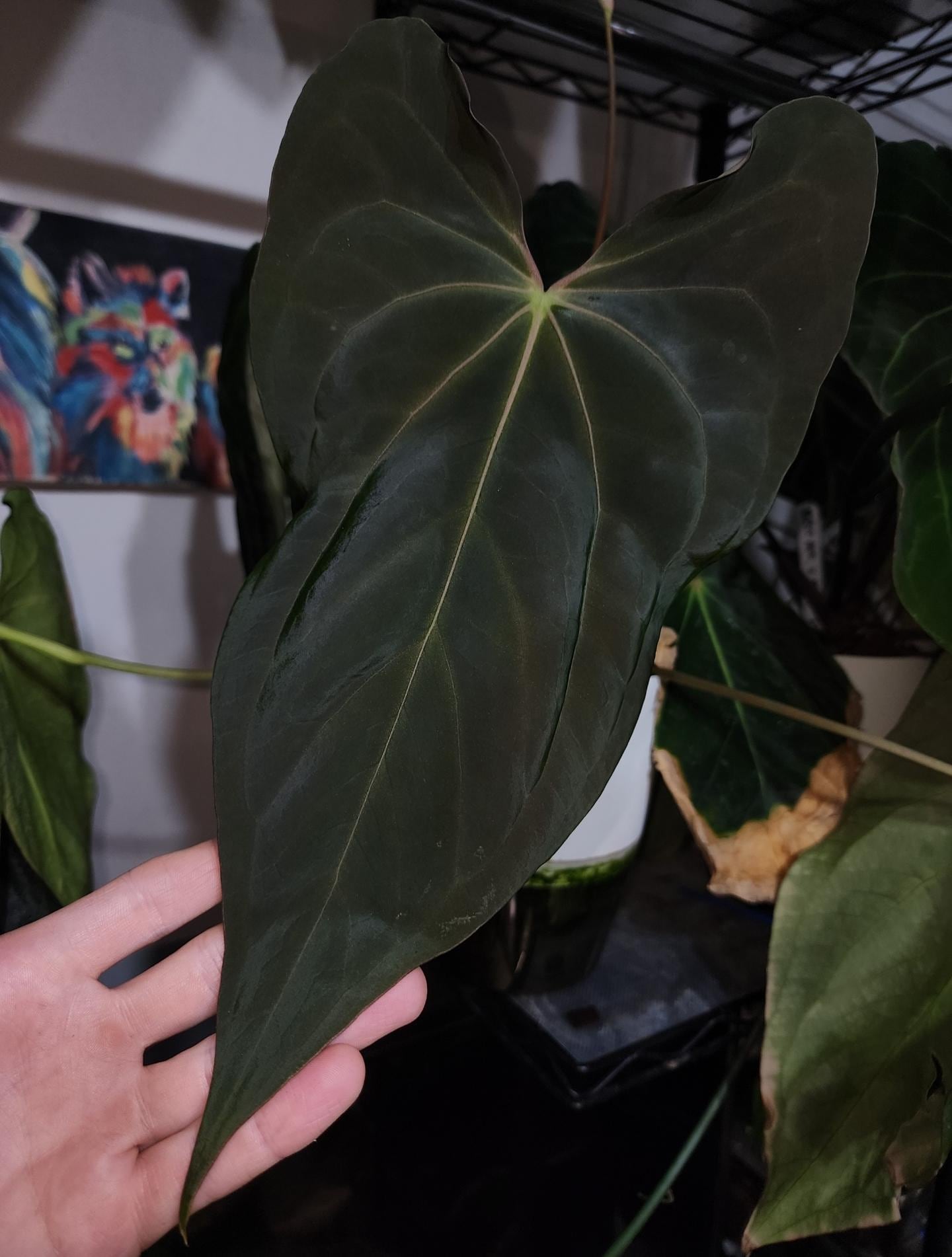 Anthurium Necromancer Dreamweaver X RLFS Carla 'amanda' Large