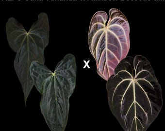 Anthurium RLFS Carla &#39;Amanda&#39; x Rainbow Besseae Aff seedling