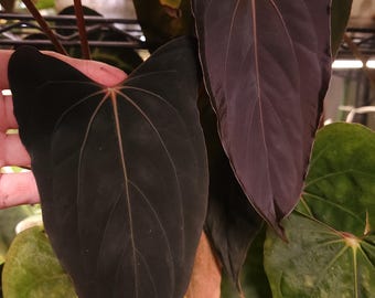 Anthurium Papillilaminum 'ralph Lynam' Sprout - Etsy