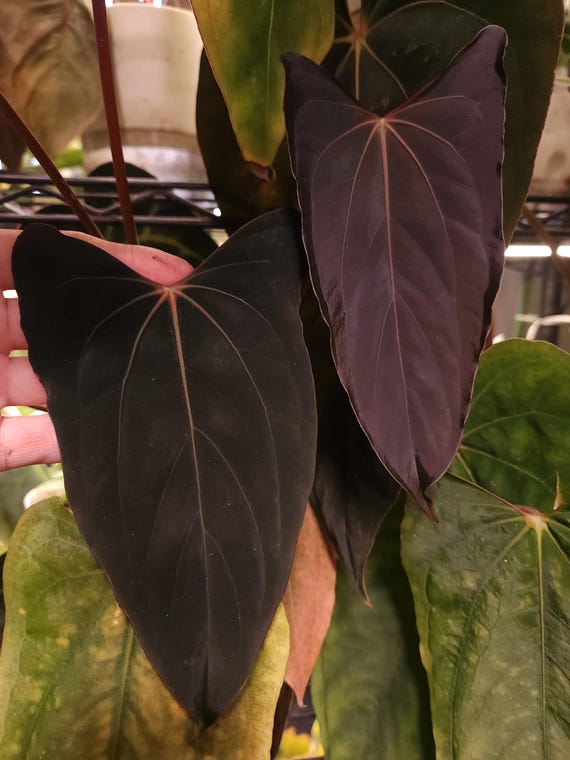 Anthurium Papillilaminum 'ralph Lynam' Sprout - Etsy