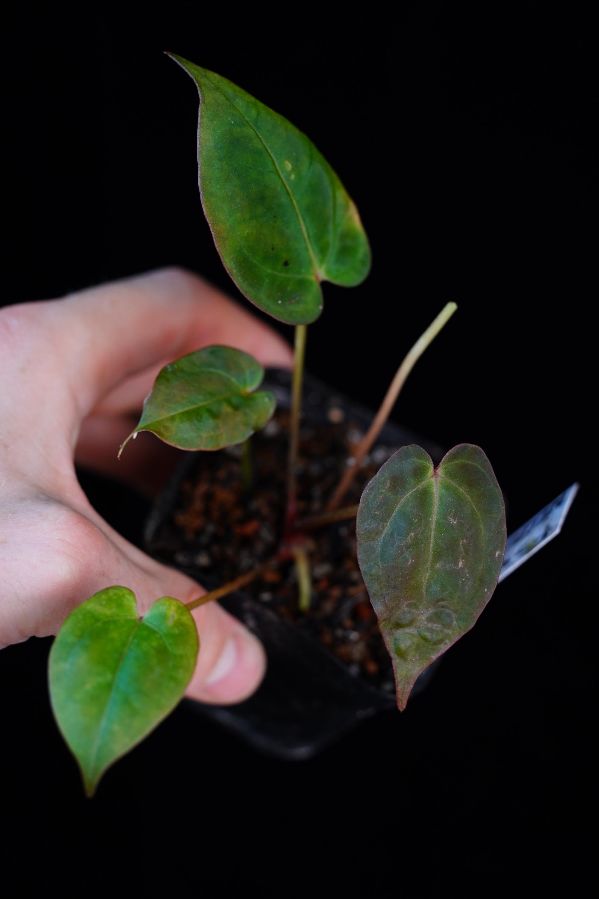 Anthurium Red-vein Papx X Necromancer Dreamweaver Seedling - Etsy