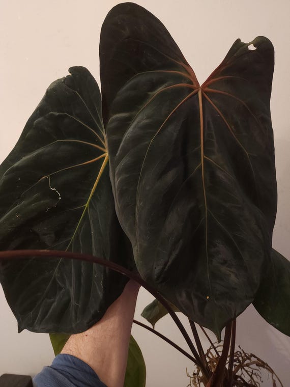 Anthurium Carladress RLFS X Necromancer Dreamweaver Seedling - Etsy