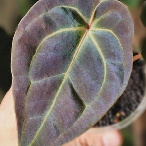 Anthurium Rainbow Besseae Aff Sprout - Etsy