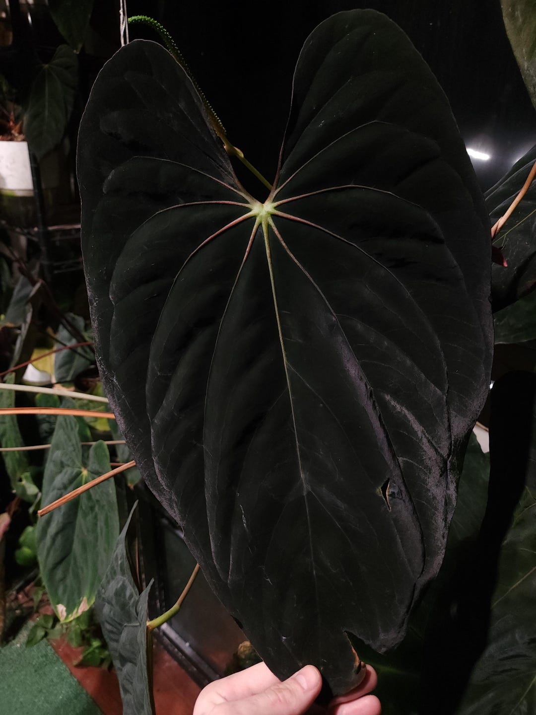 Anthurium besseae red veins no.1 夏用梱包 Anthurium besseae red