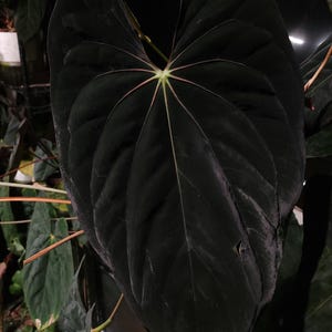 Anthurium Besseae aff. x FSRL BVEP seedling