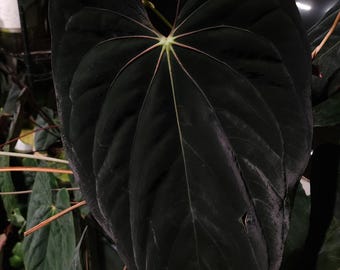 Seed Grown Anthurium Black Sweet X Fort Sherman Starter Plant (ALL