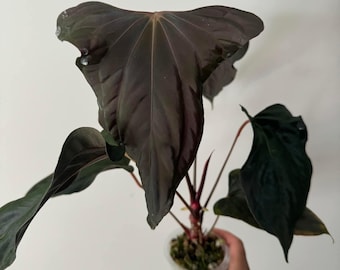 Seed Grown Anthurium Black Sweet X Fort Sherman Starter Plant (ALL