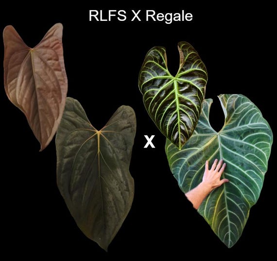 Anthurium RLFS X Regale Seedling - Etsy