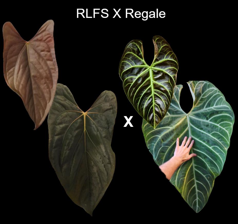 Anthurium RLFS X Regale Seedling - Etsy