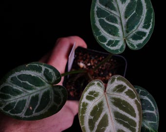 Anthurium Complex Red Crystal Blush select seedling