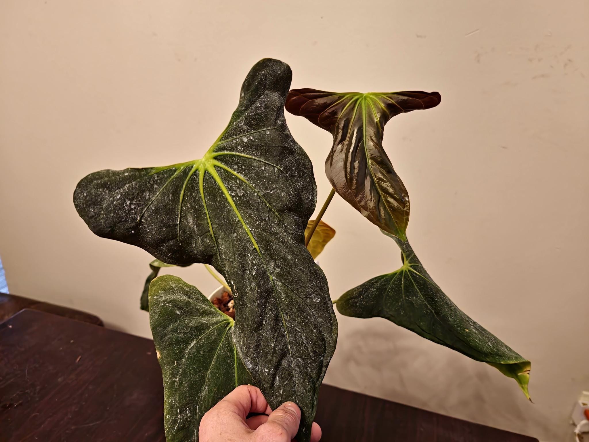 Anthurium moodeanum / アンスリウム・ムーデアナム Anthurium moodeanum / アンスリウム・ムーデアナム②