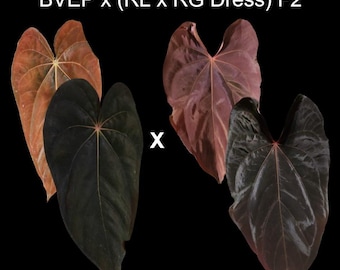 アンスリウム papi RL（JV）× FS（JV） self アンスリウム papi RL（JV）× FS（JV） self 2025年最新