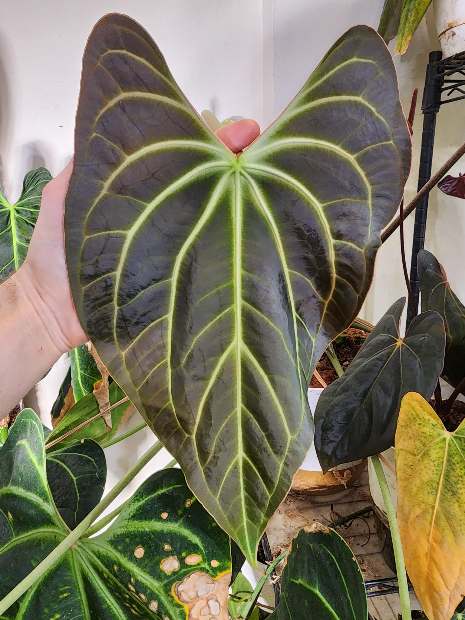 Anthurium Besseae Aff. Wide Sinus Select Seedling - Etsy
