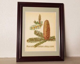 Botanical Plate European Silver Fir or Abies Alba 60s Evergreen Pine Pinecone Pinenuts Print Faux Wood Frame Home Decor Cabin Cottage Style