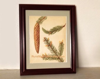 60s Botanical Plate Norway Spruce Picea Abies Evergreen Pinecones Pine Cone Christmas Print Frame Branch Spray