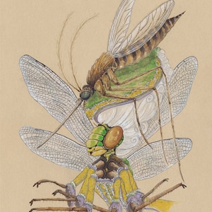 Tarjetas de libélula Tarjetas de mosquitos Juego de tarjetas de insectos Tarjetas de entomología Tarjetas del mundo natural Juego de tarjetas de biología Tarjetas de libélulas Tarjetas de mosquitos