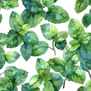 May include: Watercolor illustration of green mint leaves on a white background. The leaves are arranged in a random pattern and are in various shades of green.