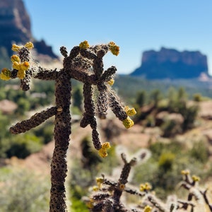 Blühender Kaktus, Sedona, Arizona, Kaktus, Digitaldruck, Americana, American West, Nahaufnahme Kaktus, Sedona Fotografie, Abstraktes Foto