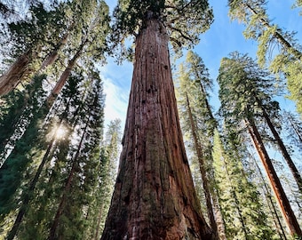 May include: A towering redwood tree stands tall in a forest of other tall trees. The tree is brown and has a rough bark texture. The sky is blue and there are some clouds in the sky.