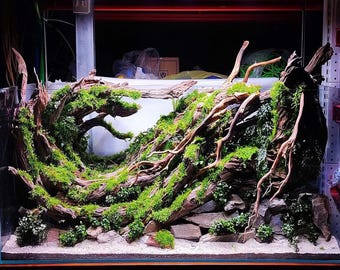 Hardscape Aquascape, aquascaping forestal, Vivarium, tanque paludario