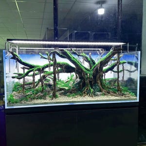 May include: A rectangular aquarium with a detailed underwater landscape. The centerpiece is a large, moss-covered tree with hanging roots. The tank features a blue backdrop, gravel, and rocks, creating a naturalistic environment. A bright light illuminates the scene.