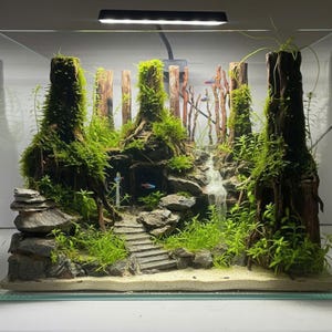 Jungle Aquascape, unique aquascaping, house for aquarium fisb