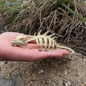 Terrarium decor,Dragon Bone, Aquarium Decor,Vivarium decor, Terrarium accessories