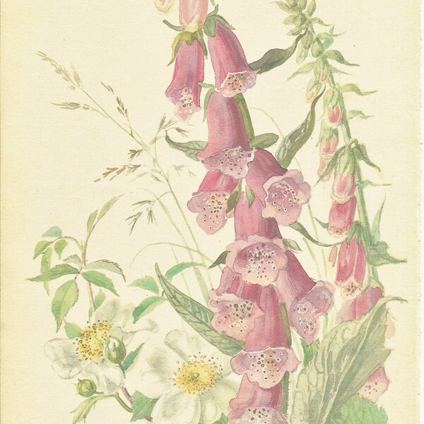 Flower Print - Foxglove - Vintage Botanical Book Plate Print - Trailing Rose - Country Diary of Edwardian Lady - Edith Holden - 1906