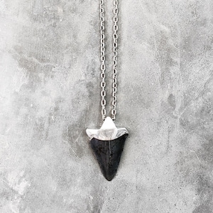 Megalodon Fossilized Shark Tooth on Solid Silver Chain