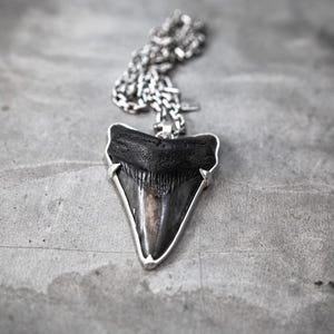 Prehistoric Genuine Megalodon Shark Tooth Fossil set in a Sterling Silver Pendant and Chain Necklace