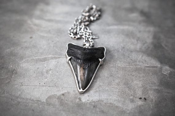 Prehistoric Genuine Megalodon Shark Tooth Fossil set in a Sterling Silver Pendant and Chain Necklace