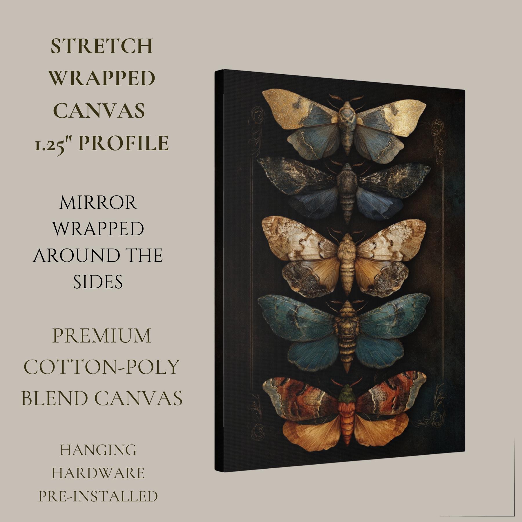 Vintage Moth Illustration Wall Art Print, Insect Curiosity Cabinet ...