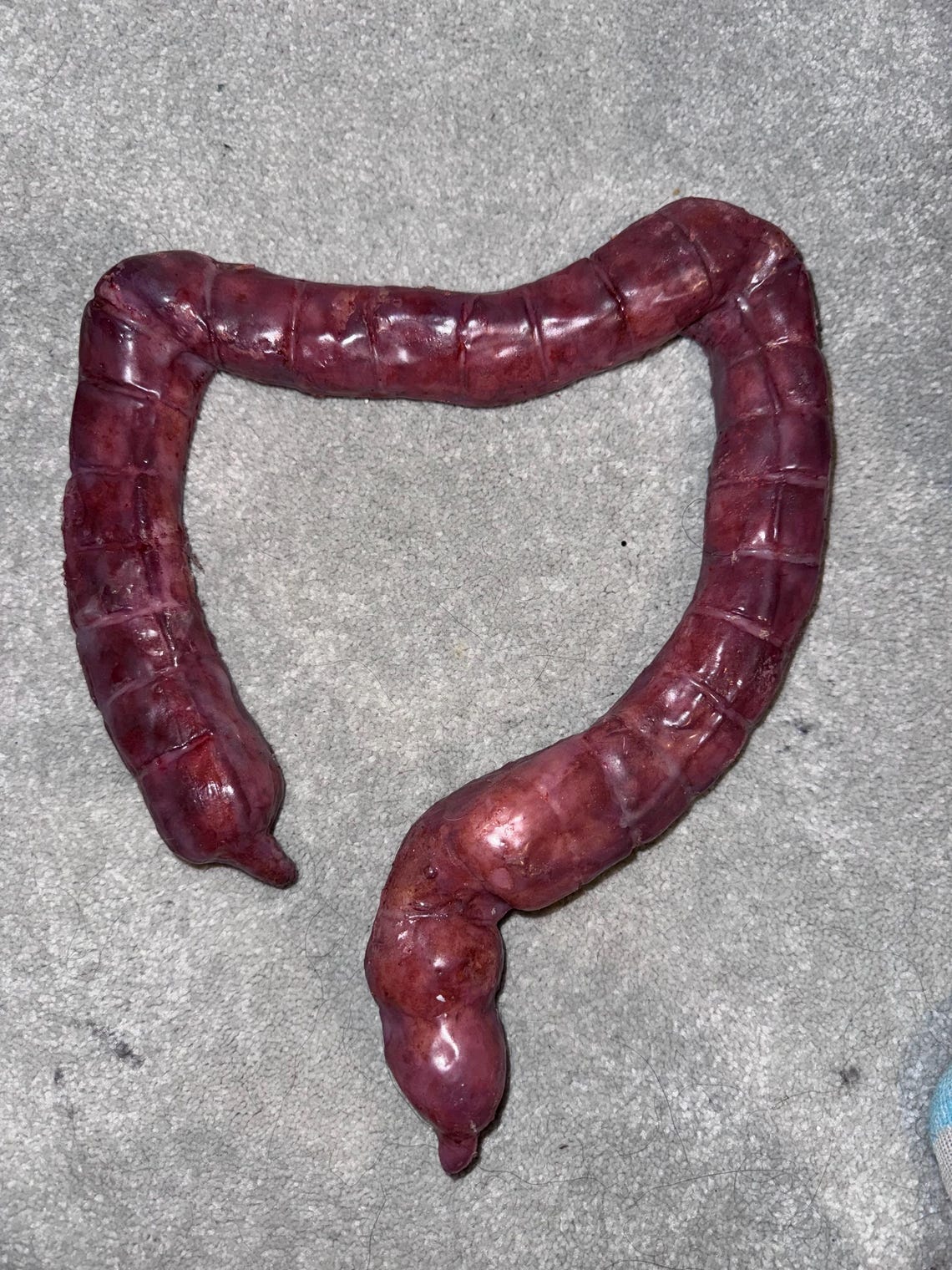 Anatomically Correct Large Intestines (PROP) - Etsy