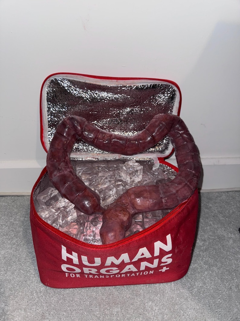 Anatomically Correct Large Intestines (PROP) - Etsy